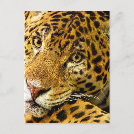 Grote katten - 3 briefkaart (Voorkant)