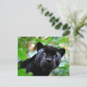 Grote katten - 4 briefkaart (Staand voorkant)