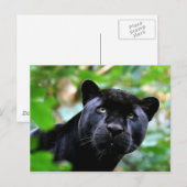Grote katten - 4 briefkaart (Voorkant / Achterkant)