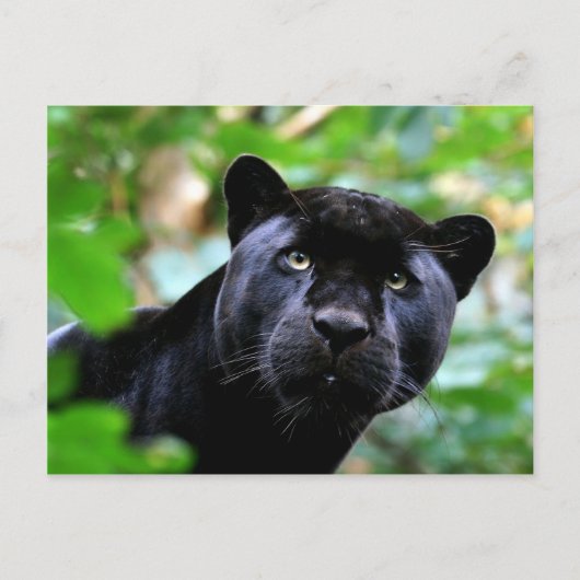 Grote katten - 4 briefkaart (Voorkant)