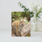 Grote katten - 5 briefkaart (Staand voorkant)