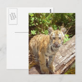 Grote katten - 5 briefkaart (Voorkant / Achterkant)