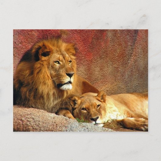 Grote katten - 6 briefkaart (Voorkant)