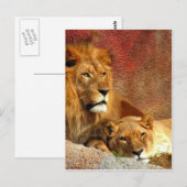 Grote katten - 6 briefkaart (Voorkant / Achterkant)