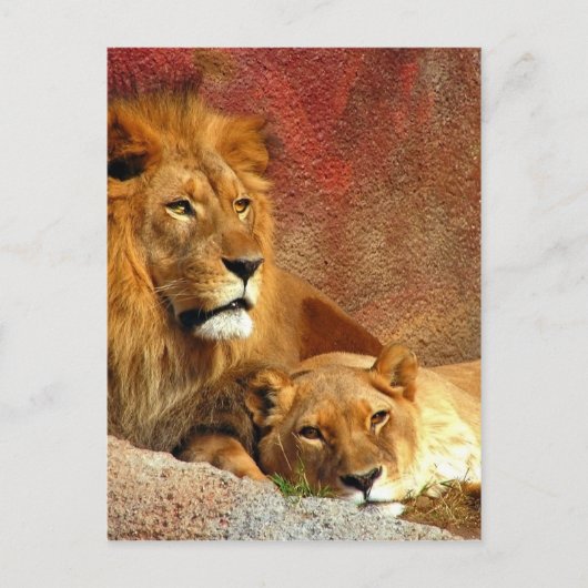 Grote katten - 6 briefkaart (Voorkant)