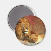 Grote katten - 6 magneet (Voorkant / Achterkant)