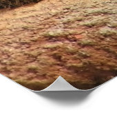 Grote katten - 6 poster (Hoek)