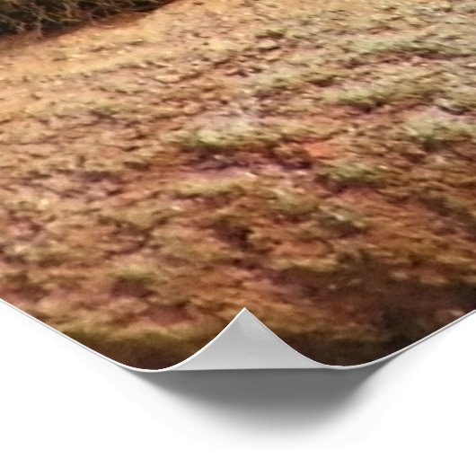 Grote katten - 6 poster (Hoek)