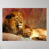 Grote katten - 6 poster (Voorkant)