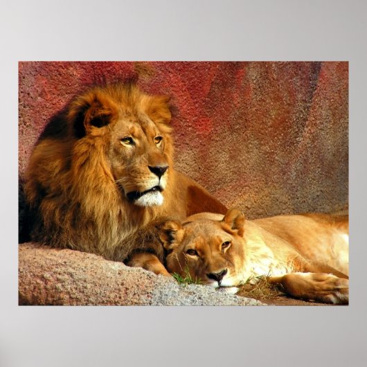 Grote katten - 6 poster (Voorkant)