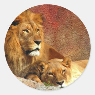 Grote katten - 6 ronde sticker
