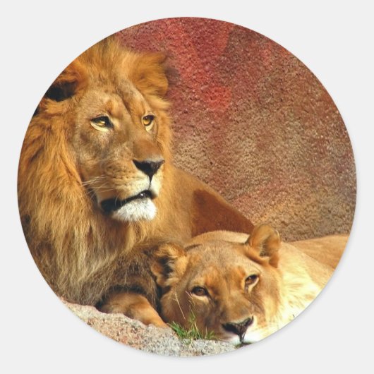 Grote katten - 6 ronde sticker (Voorkant)