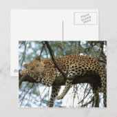Grote katten - 7 briefkaart (Voorkant / Achterkant)