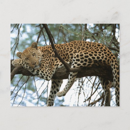 Grote katten - 7 briefkaart (Voorkant)