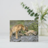 Grote Katten - 9 Briefkaart (Staand voorkant)