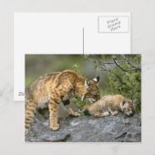 Grote Katten - 9 Briefkaart (Voorkant / Achterkant)
