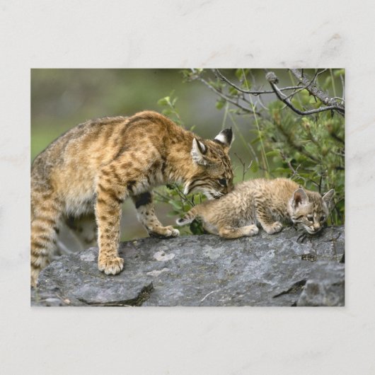 Grote Katten - 9 Briefkaart (Voorkant)