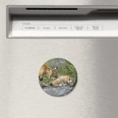 Grote Katten - 9 Magneet (Insitu (Vaatwasser))