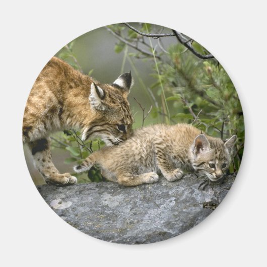 Grote Katten - 9 Magneet (Voorkant)