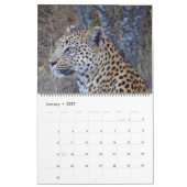 GROTE KATTEN EN HUN KALENDER VAN BABYS (Jan 2027)