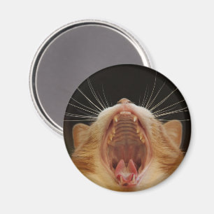 Grote katten gaap, slaperige kat magneet