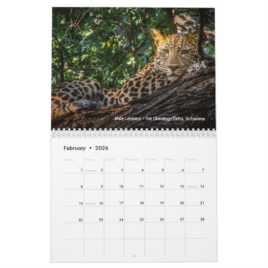 Grote katten in Afrika: Leeuwen, luipaarden 2020 Kalender (Feb 2026)