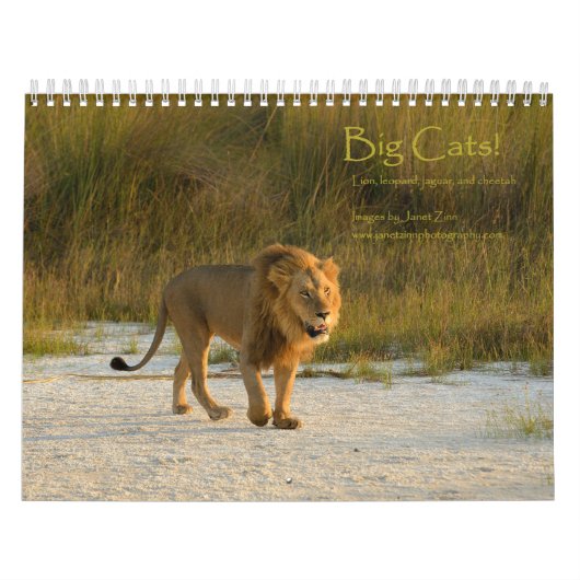 Grote katten. Leon, Leopard, Cheetah, Jaguar Calen Kalender (Hoes)