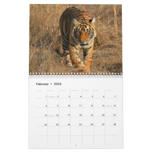 Grote Katten van de Wereld Kalender (Feb 2026)