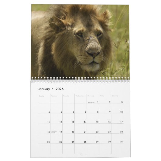Grote Katten van de Wereld Kalender (Jan 2026)