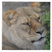 Grote keramische (6 x 6 inch) keramische foto's tegeltje (Voorkant)