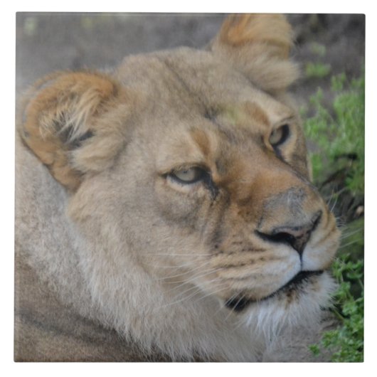 Grote keramische (6 x 6 inch) keramische foto's tegeltje (Voorkant)