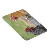 Grote kip magneet (Rechterzijde)