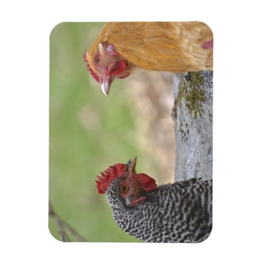 Grote kip magneet (Verticaal)