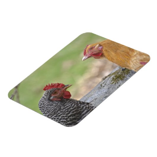 Grote kip magneet (Linkerzijde)