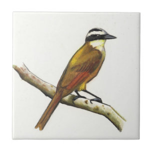 Grote kiskadee in het kleurenpotlood: Vogel: Wildl Tegeltje