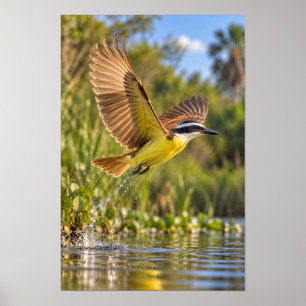 Grote Kiskadee in Vlucht – Beneden Rio Grande Vall Poster