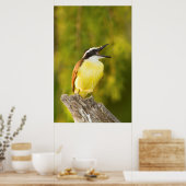 Grote Kiskadee roept vanaf zitstok Poster (Keuken)