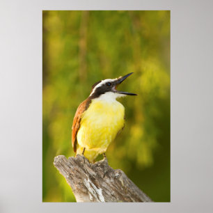 Grote Kiskadee roept vanaf zitstok Poster