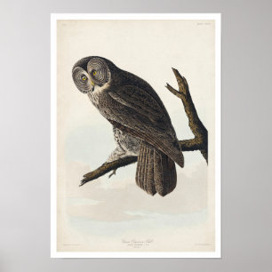 Grote kousenboomkor door Poster van Audubon