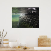 Grote krokodil poster (Keuken)