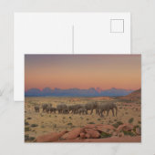 Grote kudde olifanten briefkaart (Voorkant / Achterkant)