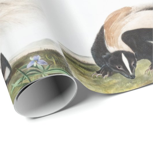 Grote kunk Mephitis macroura Illustratie Cadeaupapier (Rol Hoek)