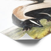 Grote kunk Mephitis macroura Illustratie Foto Afdruk (Hoek)
