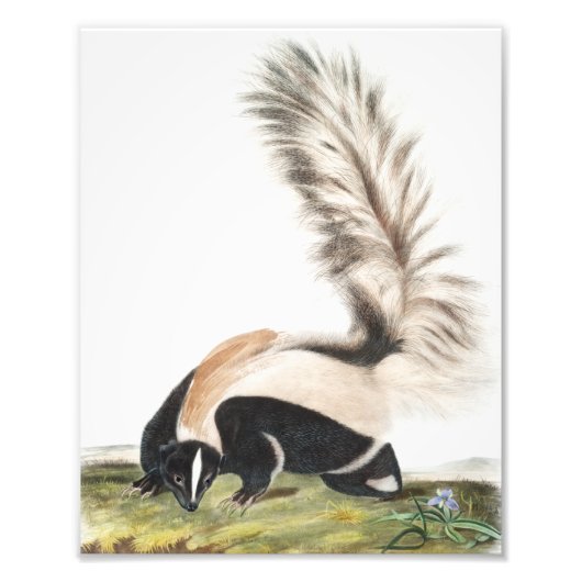 Grote kunk Mephitis macroura Illustratie Foto Afdruk (Voorkant)
