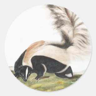 Grote kunk Mephitis macroura Illustratie Ronde Sticker