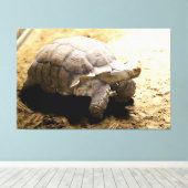 Grote landschildpad op zandgrond canvas afdruk (Insitu (Houten vloer))