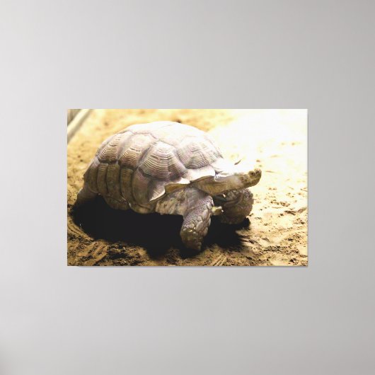 Grote landschildpad op zandgrond canvas afdruk (Voorkant)
