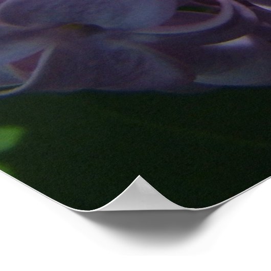 Grote Lila bloemen Poster (Hoek)