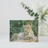Grote luipaard rust op een boomstam briefkaart (Staand voorkant)