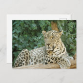 Grote luipaard rust op een boomstam briefkaart (Voorkant / Achterkant)